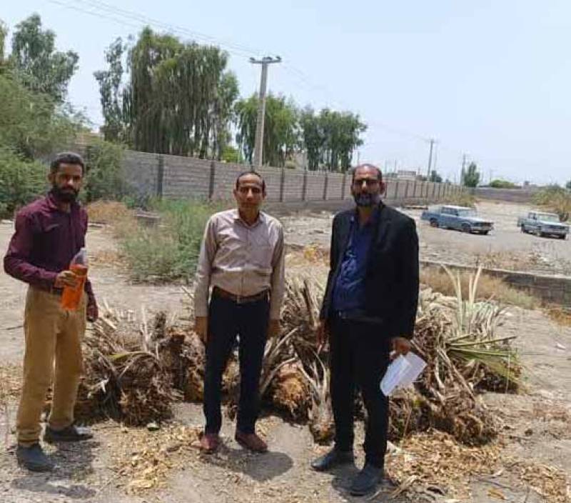 توقیف و امحا ء ۱۲۳  اصله پاجوش خرما درشهرستان عنبرآباد